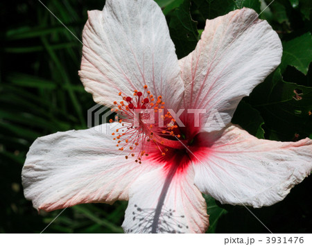 Hibiscus Hibiscus 3931476