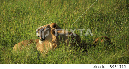 Lioness and her cubs in the grass 3931546