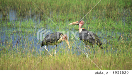 Two Marabou storks 3931620