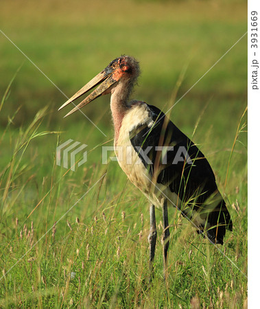 Marabou stork in the grass 3931669