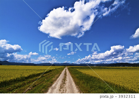 田園の一本道 田園の一本道 3932311