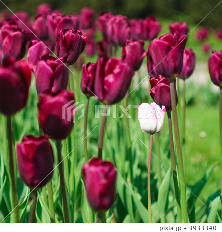 Red tulips forming the background for a single white one Red tulips forming the background for a single white one 3933340