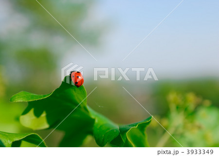 A ladybug on the leaf 3933349