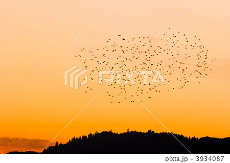 ムクドリと高尾山 3934087