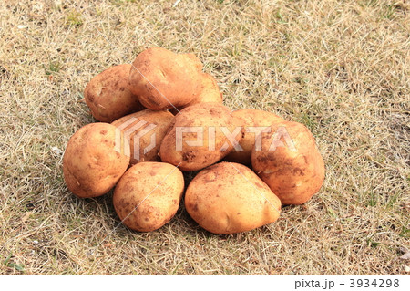 新じゃがいも 3934298