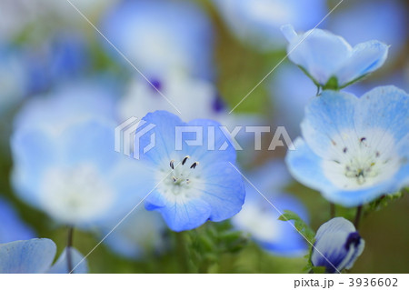 3936602