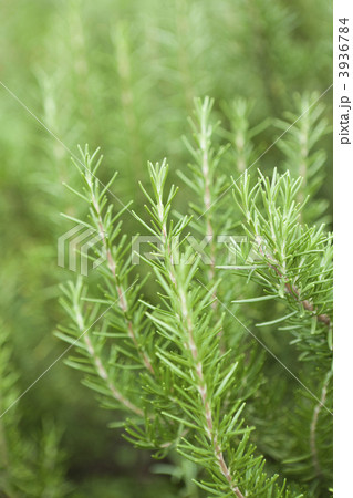 ローズマリー 3936784