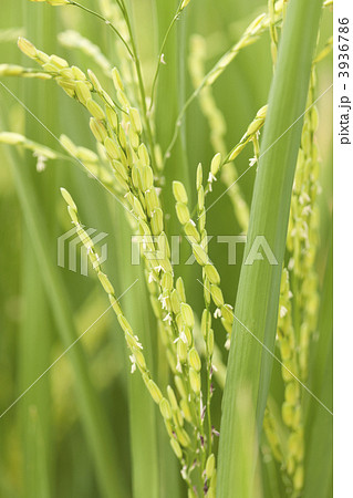 イネの花 3936786