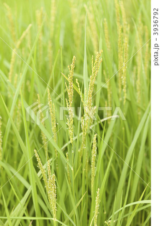 イネの花 3936792