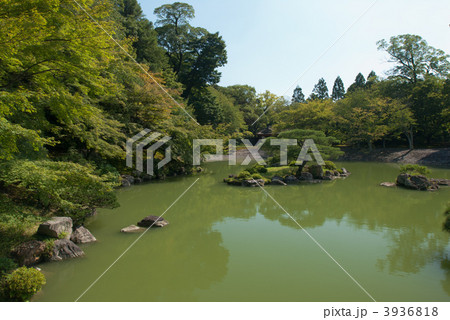 仙洞御所　南池の葭島 3936818