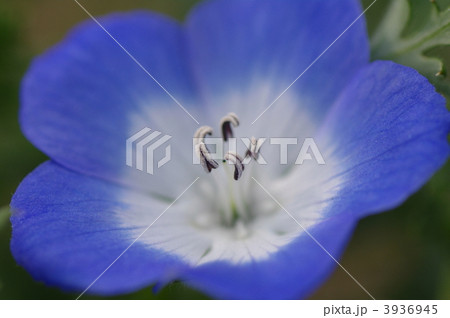 ネモフィラ 3936945