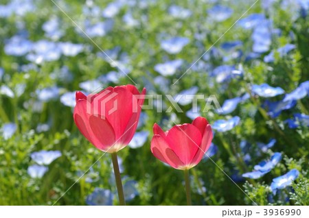 ネモフィラとチューリップ 3936990