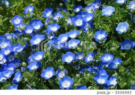 ネモフィラ ネモフィラ 3936993