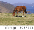 島根県・隠岐―馬かぜ 3937443