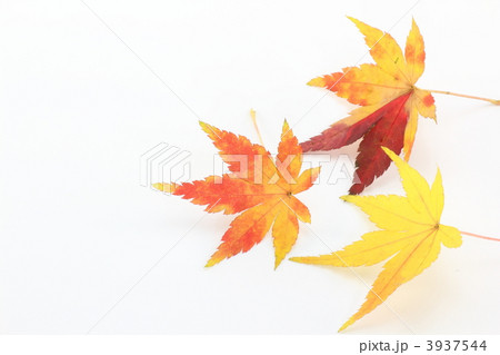 紅葉と黄葉の楓の葉 3937544