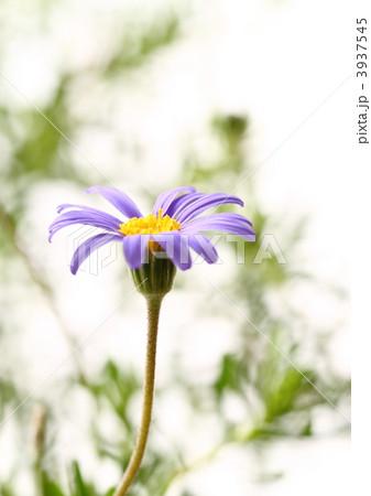 青いブルーデージーの花 3937545