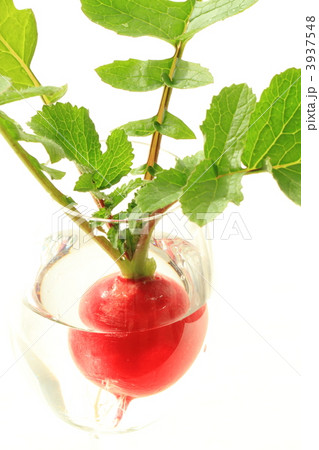 葉付きのラディッシュ 葉付きのラディッシュ 3937548