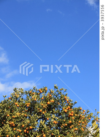 金柑の木と青空 金柑の木と青空 3937556
