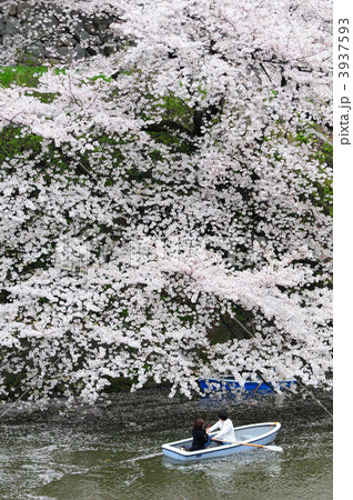満開の桜の中のボートとカップル 3937593