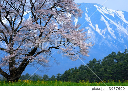 北国の春　小岩井の一本桜と岩手山、菜の花 3937600