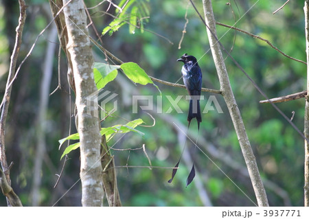 カザリオウチュウ 3937771