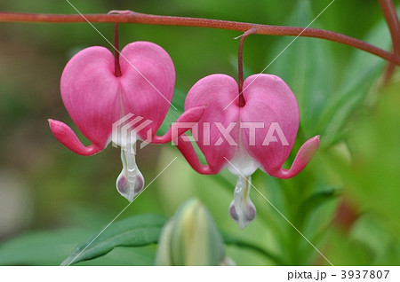 ケマンソウ 3937807