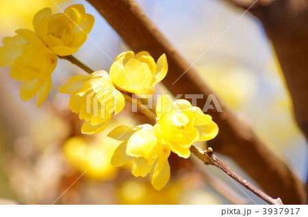 ロウバイ ロウバイ 3937917