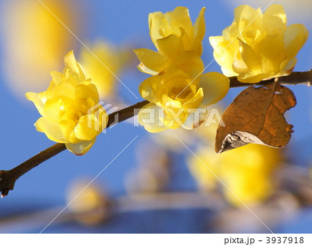 ロウバイ ロウバイ 3937918