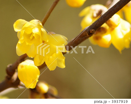 ロウバイ ロウバイ 3937919