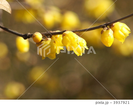 ロウバイ 3937921