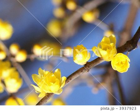 ロウバイ 3937923