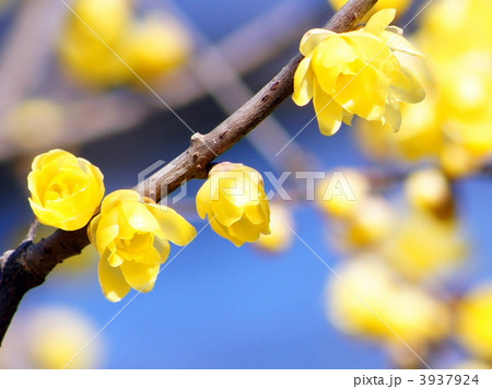 ロウバイ ロウバイ 3937924