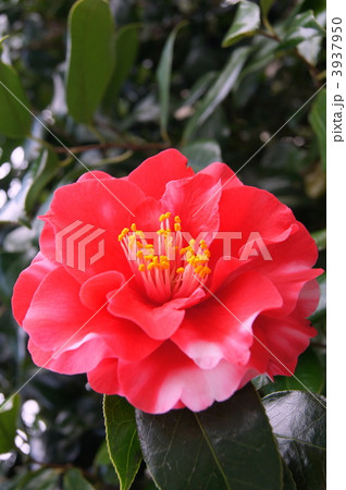 斑入りツバキ 斑入りツバキ 3937950