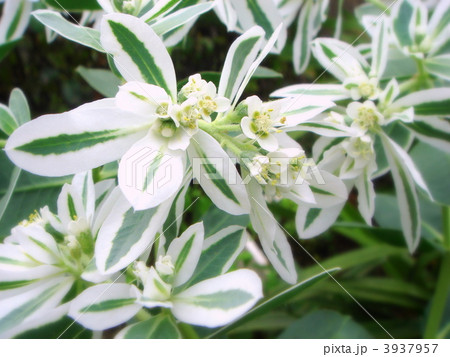 初雪草（ユーフォルビア） 3937957