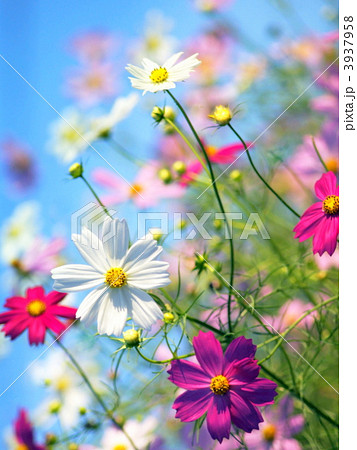 コスモス 3937958