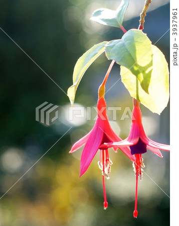 フクシア 3937961