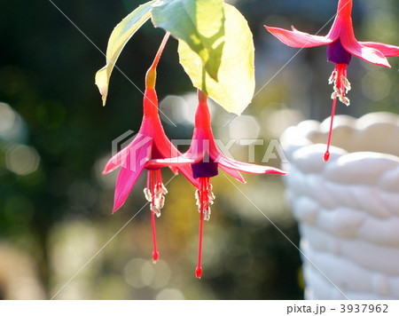 フクシア（鉢植え） 3937962