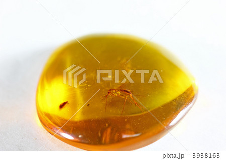 虫入り琥珀 3938163