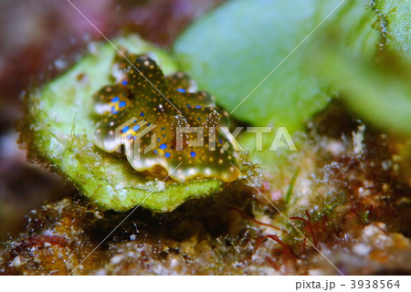 ウミウシ ウミウシ 3938564