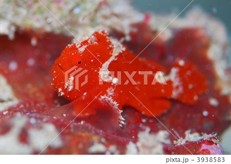 カエルアンコウ 3938583