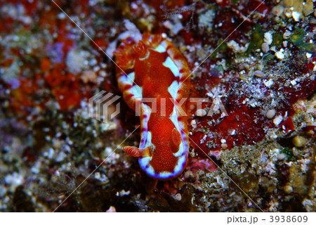 ウミウシ 3938609