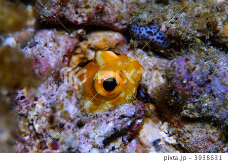 ジョーフィッシュ ジョーフィッシュ 3938631