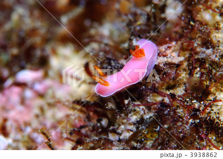 ウミウシ ウミウシ 3938862