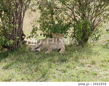 仔ライオン 3942858