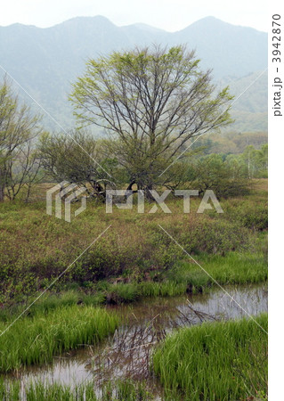戦場ヶ原の風景 戦場ヶ原の風景 3942870