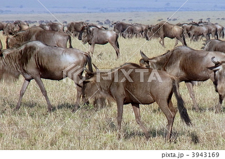 ヌーの群れ ヌーの群れ 3943169