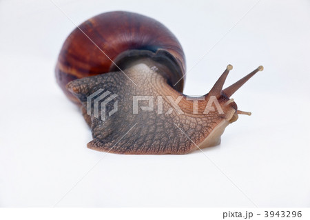 snail turn left on the way snail turn left on the way 3943296