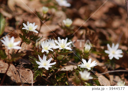 イチリンソウ 3944577