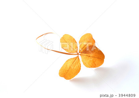 四葉のクローバー-1 3944809