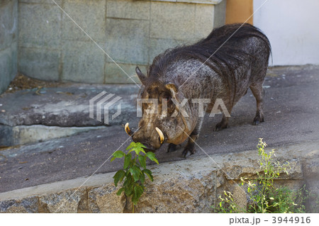 wart hog in zoo 3944916
